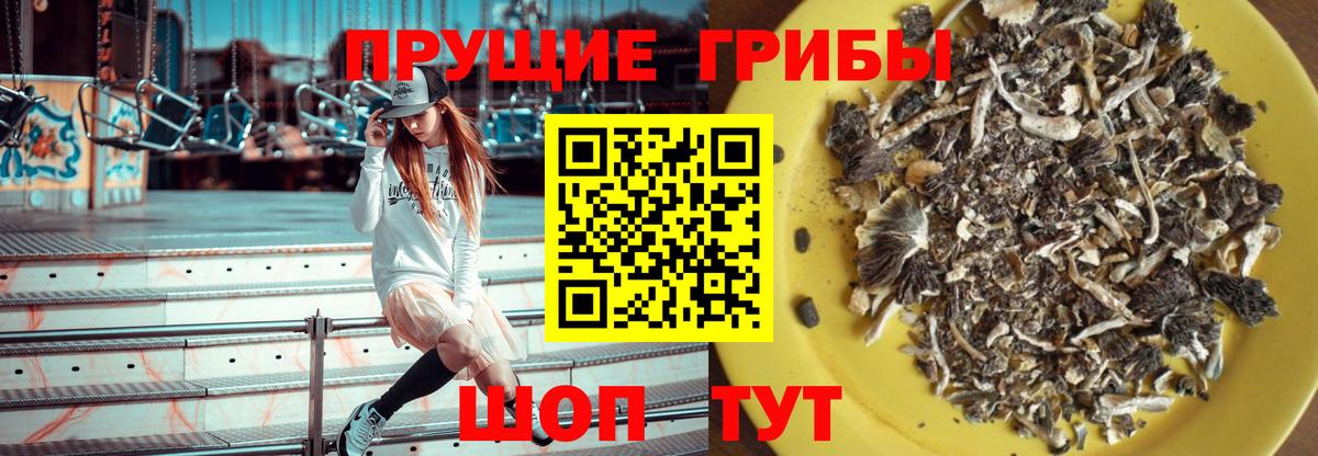 Галлюциногенные грибы Psilocybe Звенигород